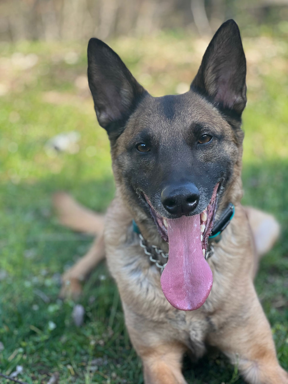 What Does It Mean to Advocate for Your Dog?
