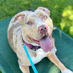 american bully