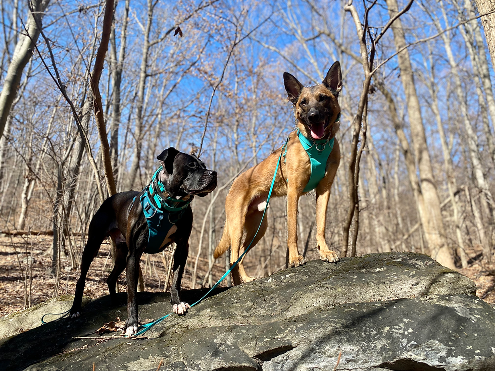 How Do I Know if I'm a Bad Dog Owner?